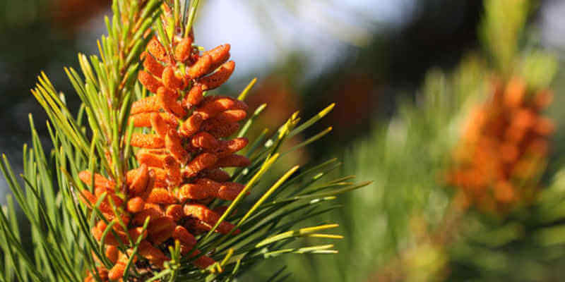 pine pollen plant