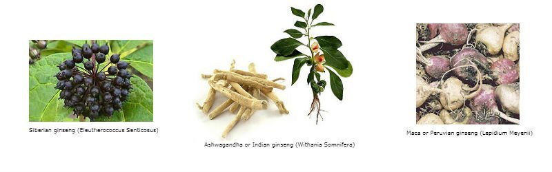 Other Plants Known as Ginseng