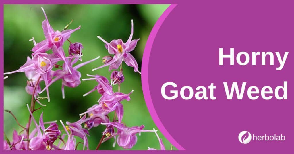 horny-goat-weed-supplement