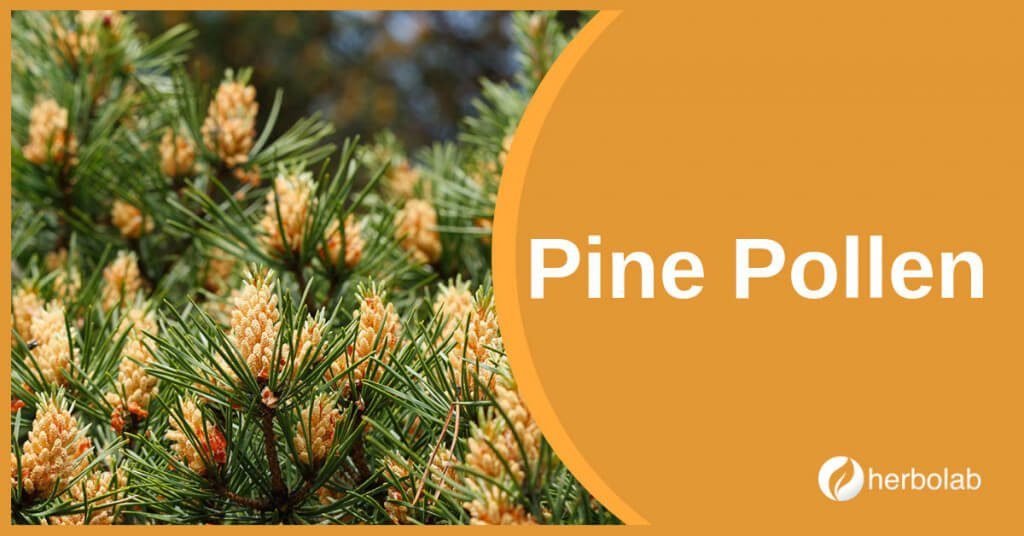 pine-pollen-supplement