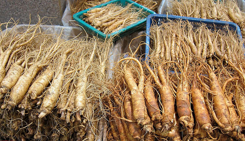 red korean ginseng roots